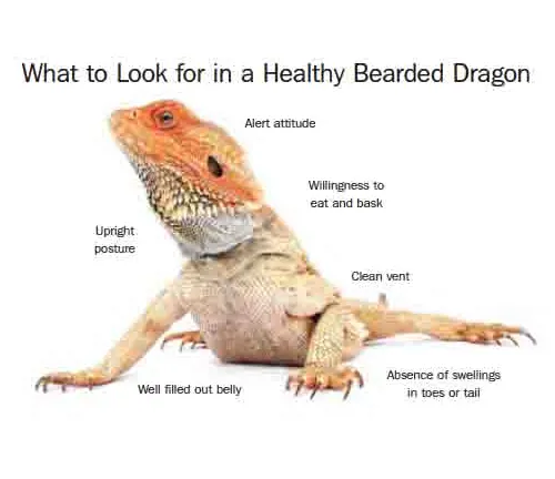Bearded Dragon