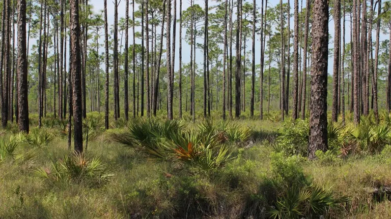 Unique Ecosystem of Apalachicola National Forest