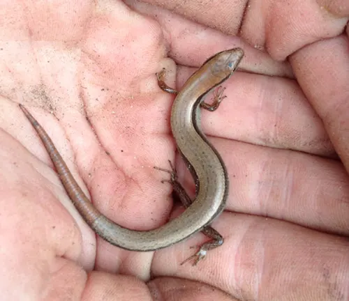 Grey Ground Skink with a slender, elongated body and tiny legs, being held