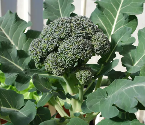 close-up of a healthy broccoli plant