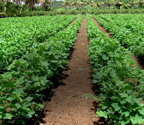 a vibrant green cotton field with multiple rows of healthy, thriving plants.