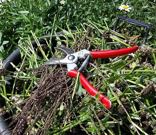 Red-handled pruning shears resting on freshly cut Gaura plant stems in an outdoor setting
