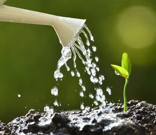 Water being poured from a white watering can onto a small, green sprouting plant