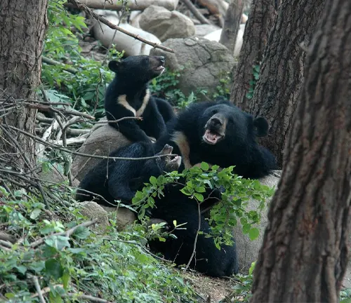 Asiatic Black Bear Habitat and Environment