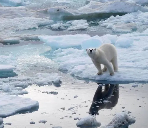 polar bear standing on a small ice floe amidst melting ice in the Arctic