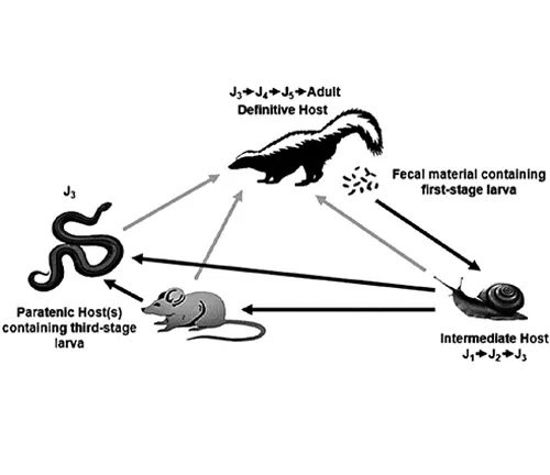 Striped Skunk Life Cycle