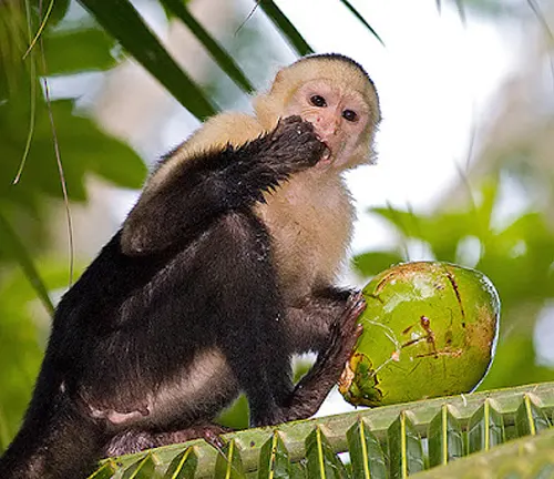 Capuchin Monkeys eating coconut