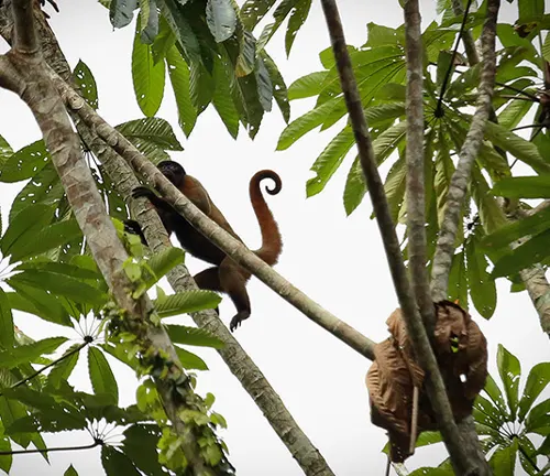 Lar Gibbon in a dense forest, depicting its ecological habitat