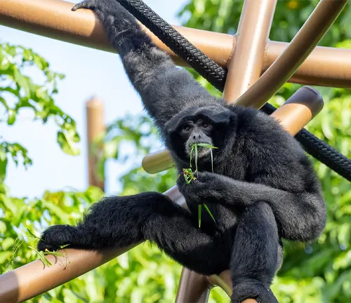 Siamang Gibbon eating greenery while perched on brown poles