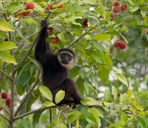 Agile Gibbon hanging on a tree branch in a forest with green leaves and red flowers