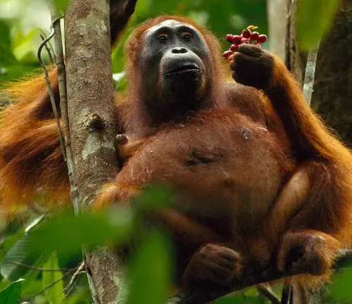 Sumatran orangutan in the forest, examining red berries