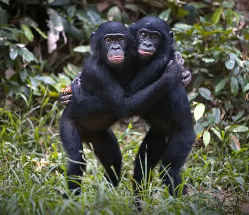 Two bonobos in a forest, embracing each other
