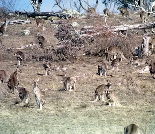 Red Kangaroo Group Dynamics