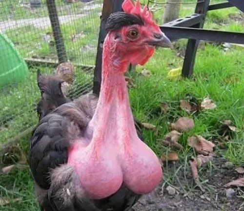 Appearance Naked Neck Chicken