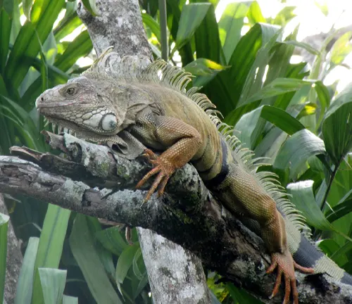 large iguana resting on a tree branch amidst lush green foliage, showcasing its calm and resting behavioral pattern