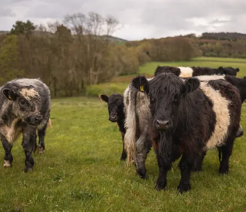 Conservation Efforts Belted Galloway Cattle