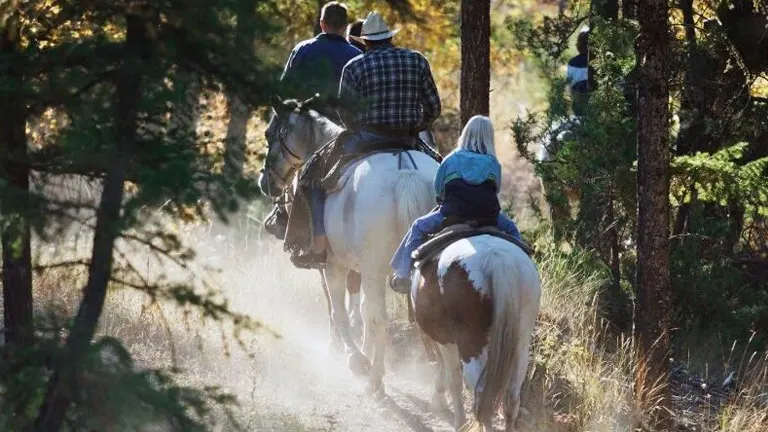 Riders on horses following a trail through a forest