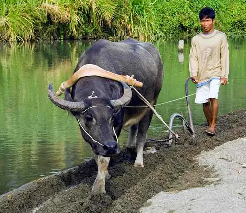 Domestic Water Buffalo