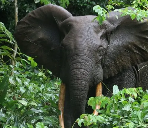 African Forest Elephant 