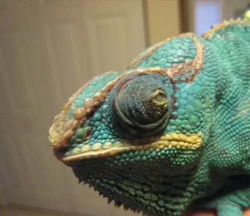Close-up of veiled chameleon with cloudy eyes, a potential sign of eye disease