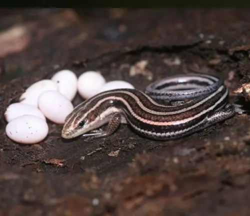 Ground Skink, a small lizard with a slender, striped body, lying next to its cluster of white, round eggs on a dirt ground