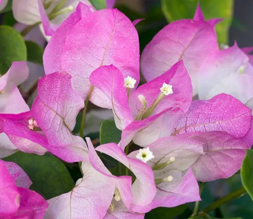 close-up view of Bougainvillea flowers in full bloom