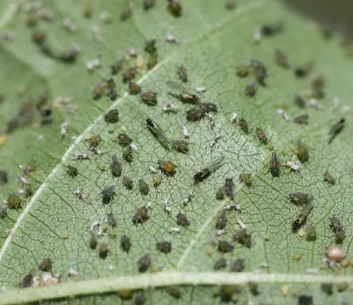 close-up showing a green leaf heavily infested with pests