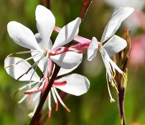 Close-up of white Gaura flowers with slender petals and long stamens, surrounded by green foliage