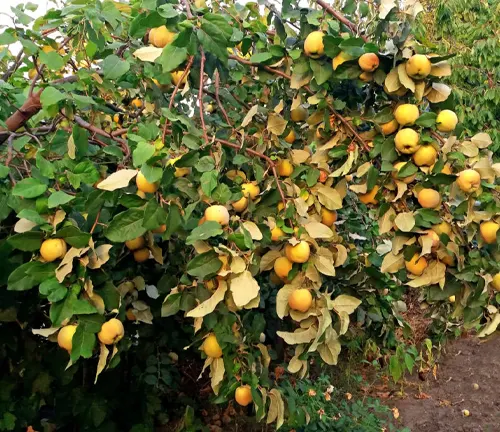 Quince Plant