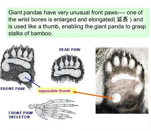 Giant Panda Physical Features