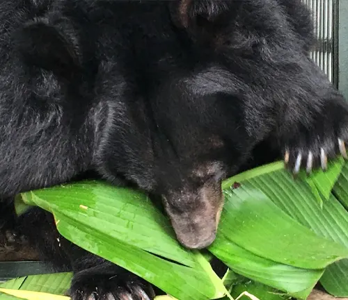 Asiatic Black Bear Diet and Feeding Habits