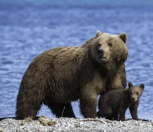 Brown bear and cub near the water’s edge