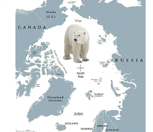 map highlighting key locations where polar bears are found, including Canada, Russia, and Greenland, with an image of a polar bear at the North Pole