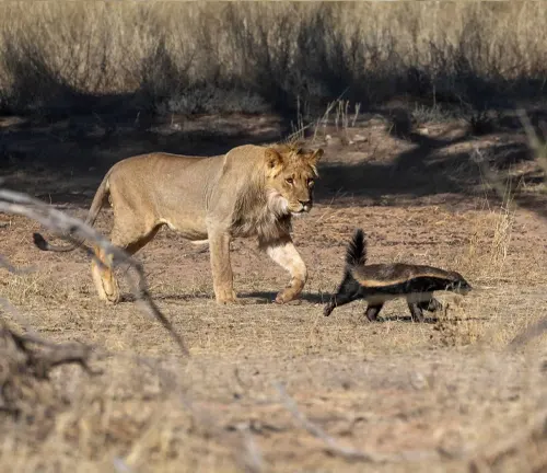 Lion and a Honey Badger in a standoff in the wild