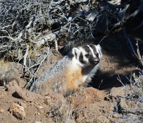 American Badger Behavior and Lifestyle
