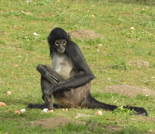 Spider monkey with obscured face sitting on grassy ground surrounded by scattered fruits or vegetables