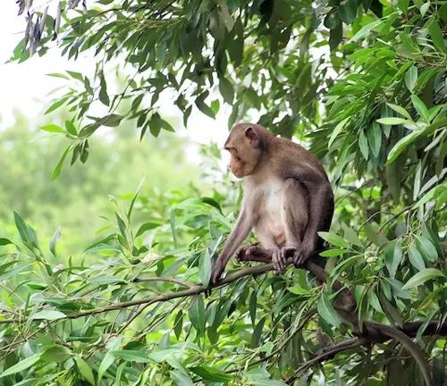 Macaques Monkey Habitat and Behavior