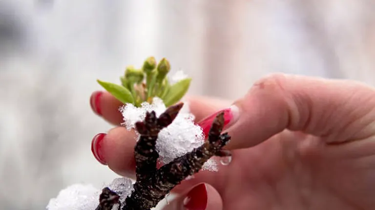 Myth: Ice on Plants Acts as a Protective Layer