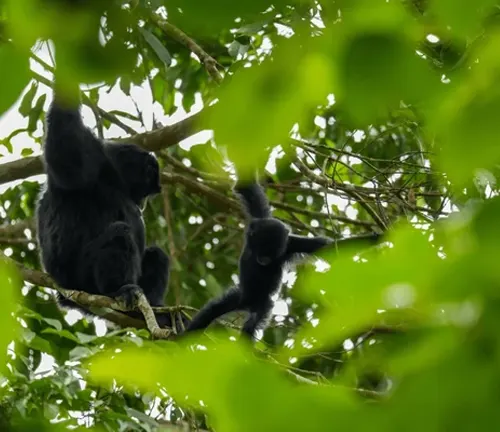 Two Agile Gibbons interacting in a lush green tree canopy