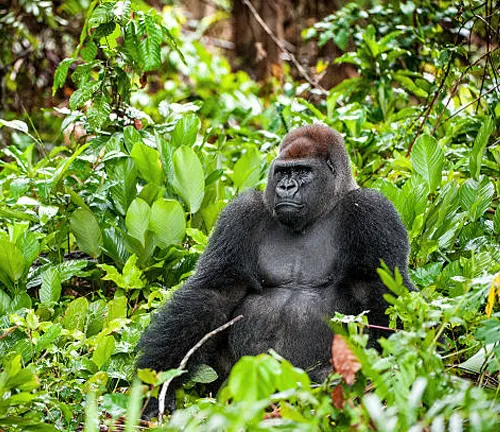Western Gorilla