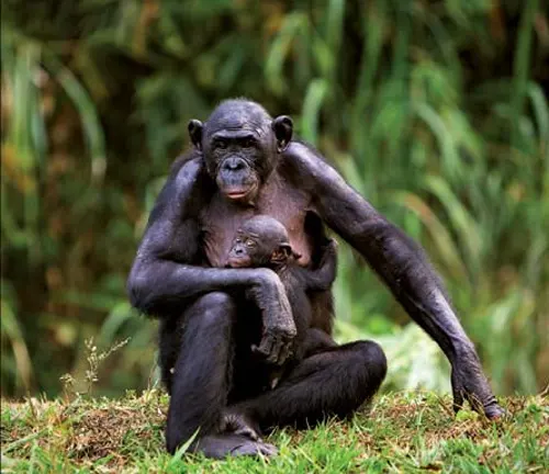 A Bonobo mother lovingly holding her baby amidst greenery