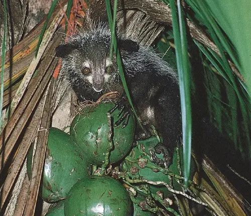Aye-Aye lemur foraging green fruits in its natural habitat