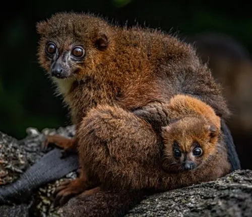 Red-Bellied Lemur Matriarchal Society