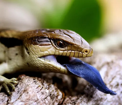 Close-up of a blue-tongue lizard with its vibrant blue tongue extended, symbolizing its presence in popular culture