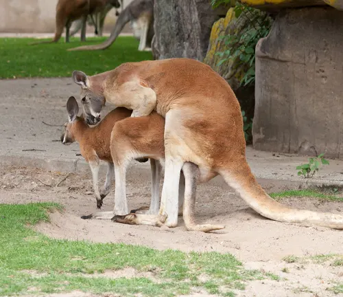 Red Kangaroo Mating and Reproduction