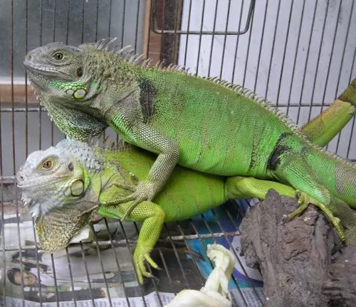 two green iguanas inside a wired cage, with one iguana positioned on top of the other, indicating mating behavior related to reproduction