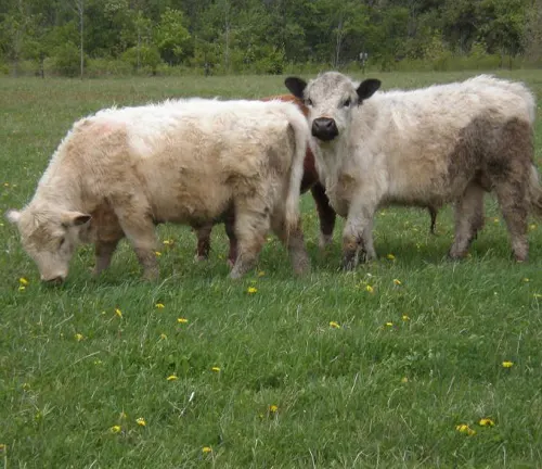 Rising Demand Belted Galloway Cattle