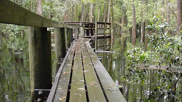 The Importance of Conservation and Recreation in Highlands Hammock State Park