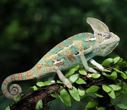 Vibrant chameleon displaying its full range of colors, challenging the misconception that they only blend in