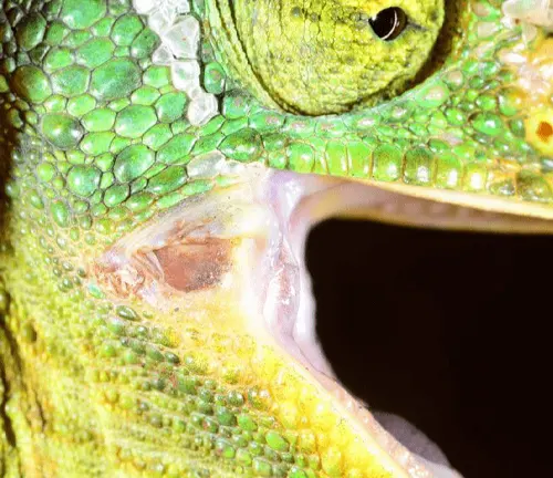 Close-Up of Green Lizard